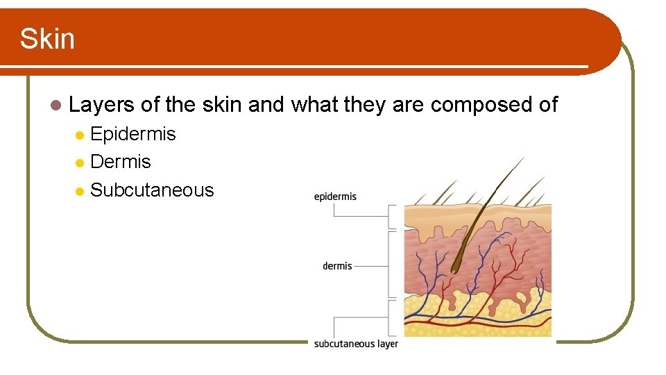 Skin l Layers of the skin and what they are composed of Epidermis l