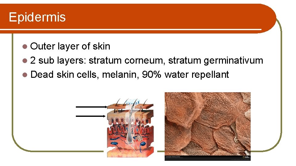 Epidermis l Outer layer of skin l 2 sub layers: stratum corneum, stratum germinativum