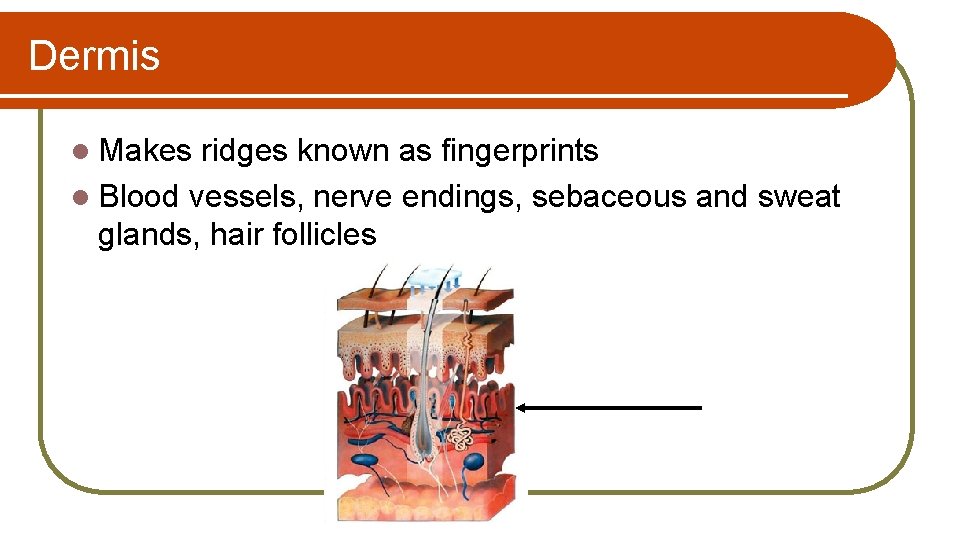 Dermis l Makes ridges known as fingerprints l Blood vessels, nerve endings, sebaceous and
