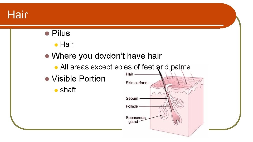 Hair l Pilus l Hair l Where l All areas except soles of feet