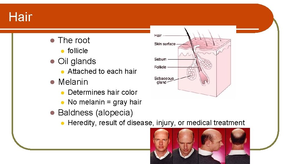 Hair l The root l l Oil glands l l Attached to each hair