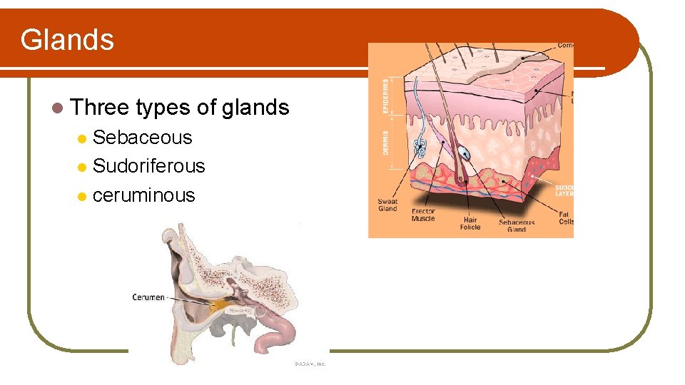 Glands l Three types of glands Sebaceous l Sudoriferous l ceruminous l 