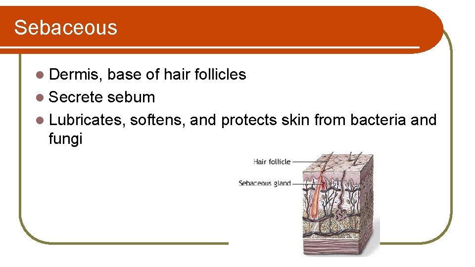 Sebaceous l Dermis, base of hair follicles l Secrete sebum l Lubricates, softens, and