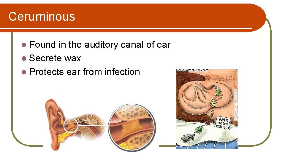 Ceruminous l Found in the auditory canal of ear l Secrete wax l Protects