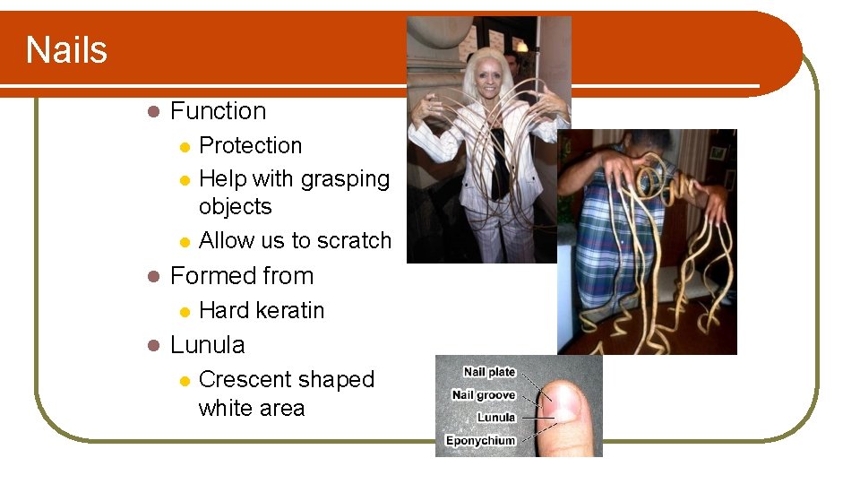 Nails l Function l l Formed from l l Protection Help with grasping objects