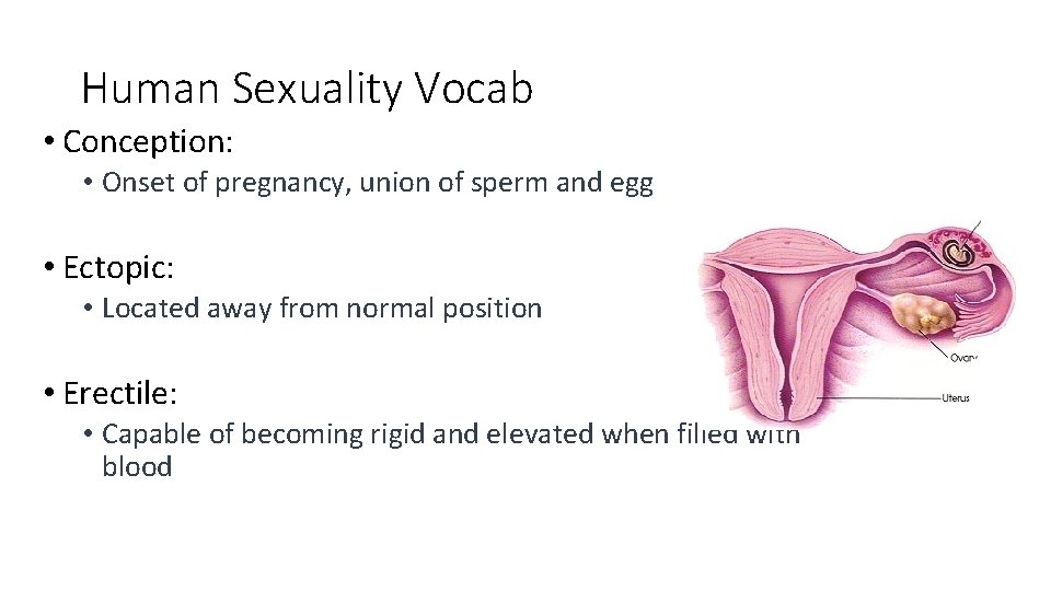 Human Sexuality Vocab • Conception: • Onset of pregnancy, union of sperm and egg