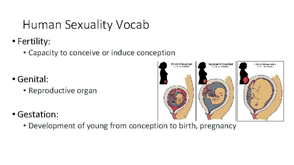 Human Sexuality Vocab • Fertility: • Capacity to conceive or induce conception • Genital: