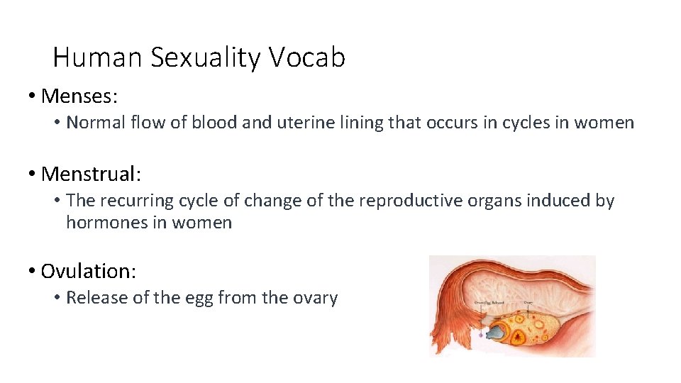Human Sexuality Vocab • Menses: • Normal flow of blood and uterine lining that
