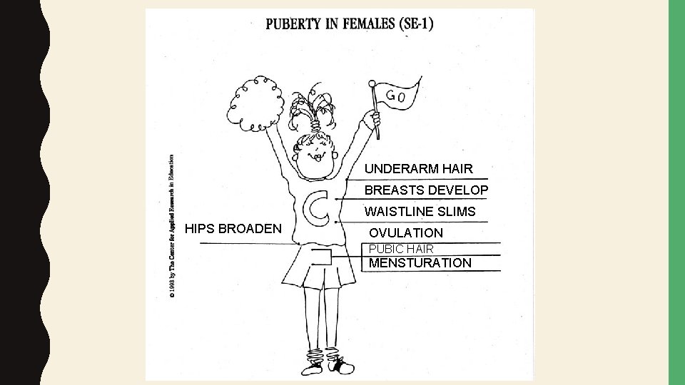 UNDERARM HAIR BREASTS DEVELOP WAISTLINE SLIMS HIPS BROADEN OVULATION PUBIC HAIR MENSTURATION 