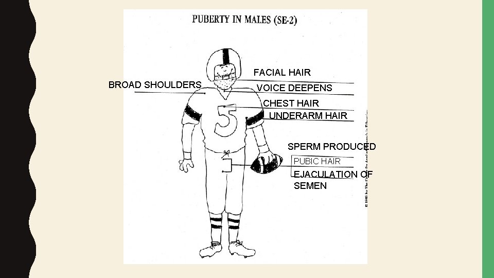 FACIAL HAIR BROAD SHOULDERS VOICE DEEPENS CHEST HAIR UNDERARM HAIR SPERM PRODUCED PUBIC HAIR
