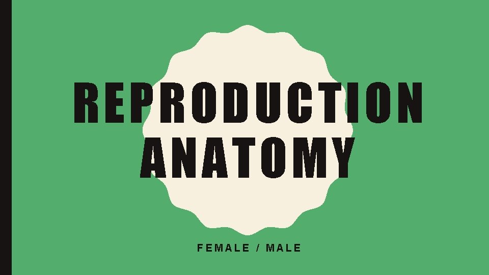 REPRODUCTION ANATOMY FEMALE / MALE 