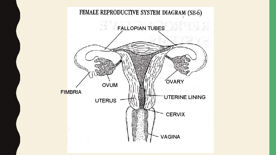 FALLOPIAN TUBES OVUM FIMBRIA UTERUS OVARY UTERINE LINING CERVIX VAGINA 