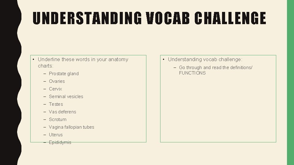 UNDERSTANDING VOCAB CHALLENGE • Underline these words in your anatomy charts: – Prostate gland