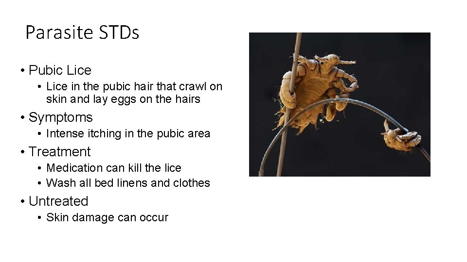 Parasite STDs • Pubic Lice • Lice in the pubic hair that crawl on