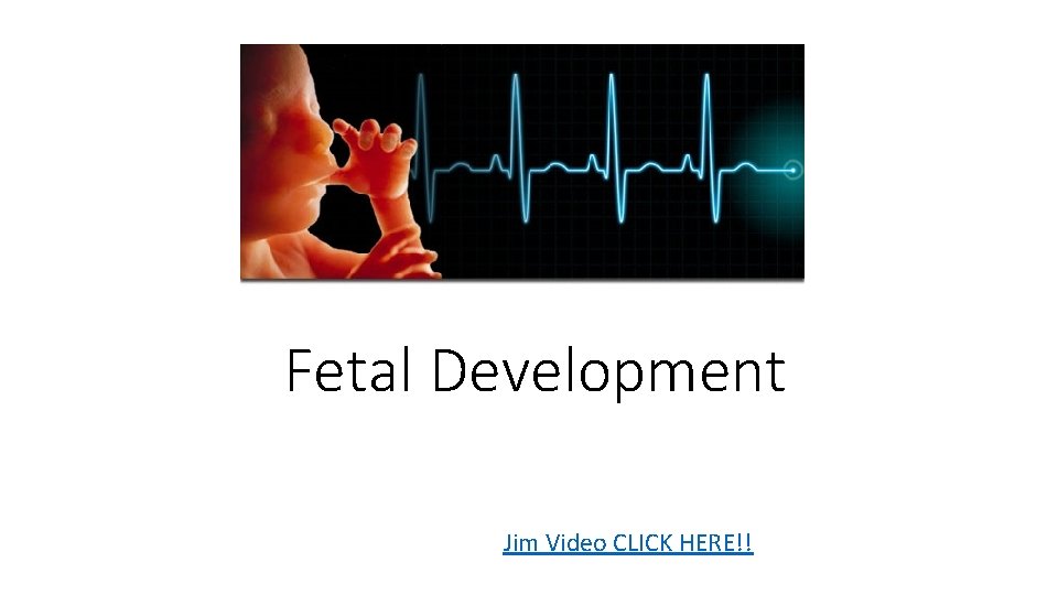 Fetal Development Jim Video CLICK HERE!! 