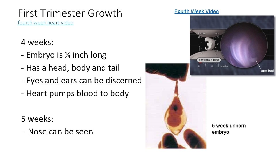 First Trimester Growth Fourth Week Video fourth week heart video 4 weeks: - Embryo