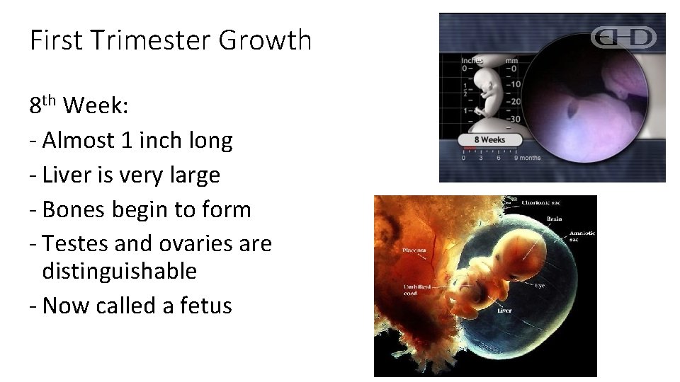 First Trimester Growth 8 th Week: - Almost 1 inch long - Liver is