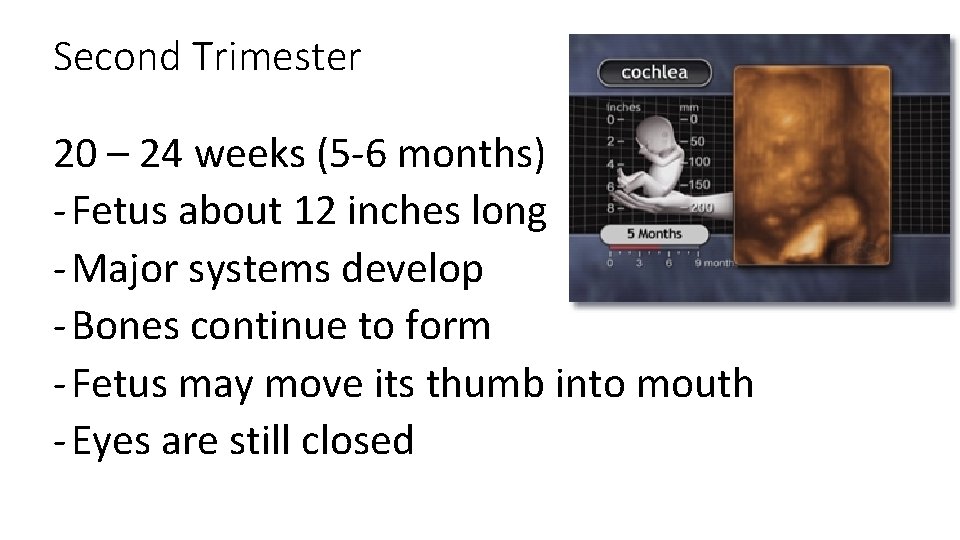 Second Trimester 20 – 24 weeks (5 -6 months) - Fetus about 12 inches