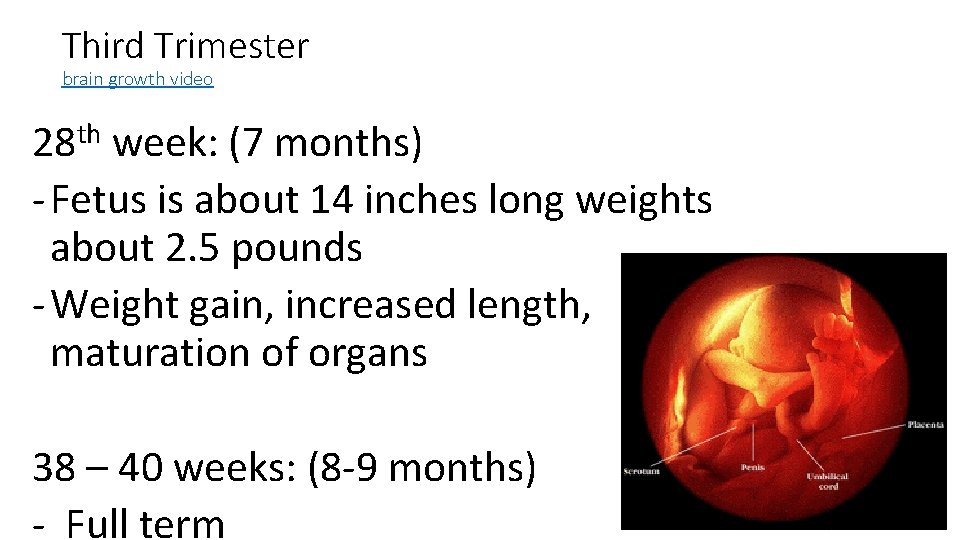 Third Trimester brain growth video 28 th week: (7 months) - Fetus is about