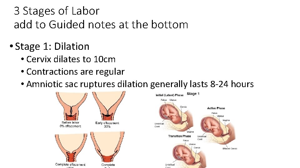 3 Stages of Labor add to Guided notes at the bottom • Stage 1: