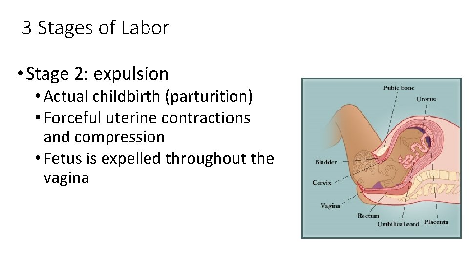 3 Stages of Labor • Stage 2: expulsion • Actual childbirth (parturition) • Forceful