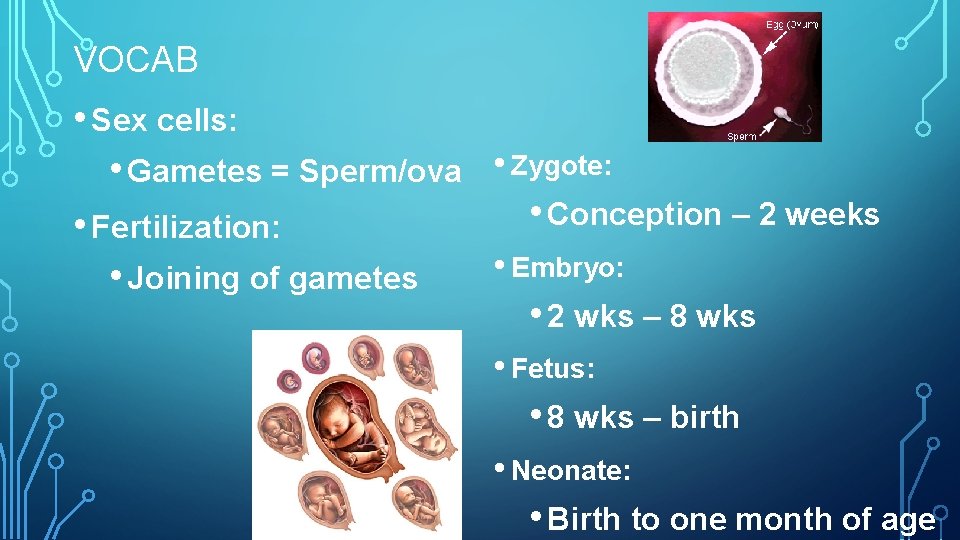 VOCAB • Sex cells: • Gametes = Sperm/ova • Zygote: • Conception – 2