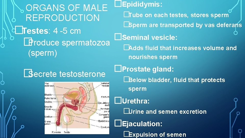 � Epididymis: ORGANS OF MALE � Tube on each testes, stores sperm REPRODUCTION �Sperm