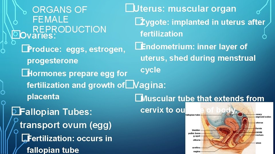 ORGANS OF FEMALE REPRODUCTION �Ovaries: �Uterus: muscular organ �Produce: eggs, estrogen, progesterone �Hormones prepare
