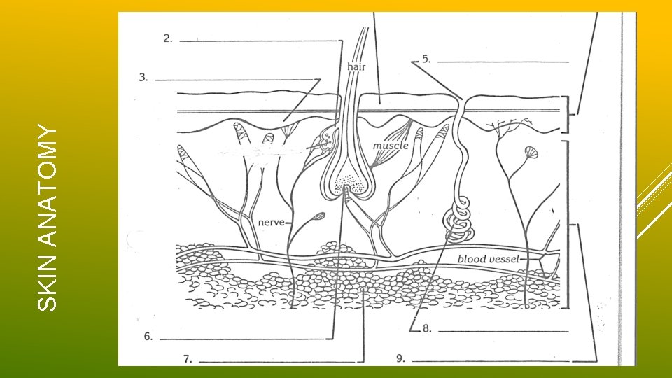 SKIN ANATOMY 
