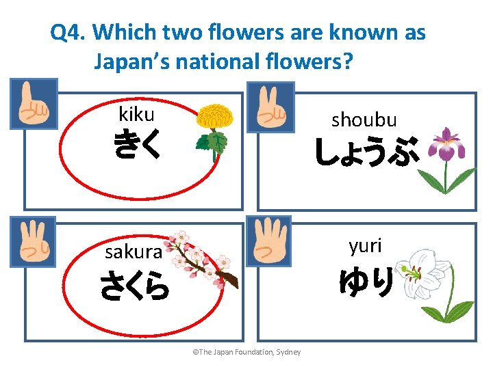 Q 4. Which two flowers are known as Japan’s national flowers? kiku shoubu きく