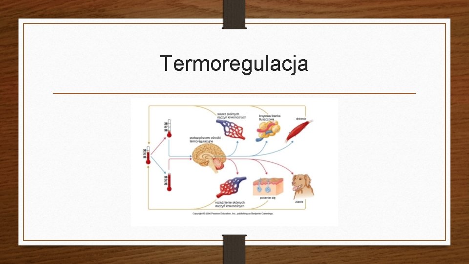 Termoregulacja 