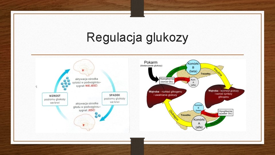 Regulacja glukozy 