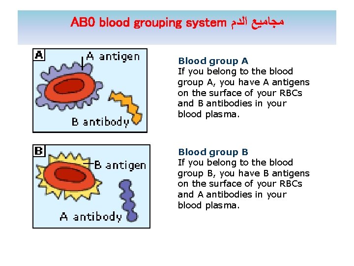 AB 0 blood grouping system ﻣﺠﺎﻣﻴﻊ ﺍﻟﺪﻡ Blood group A If you belong to