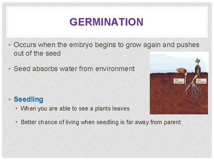 GERMINATION • Occurs when the embryo begins to grow again and pushes out of