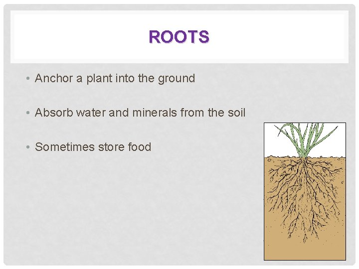 ROOTS • Anchor a plant into the ground • Absorb water and minerals from