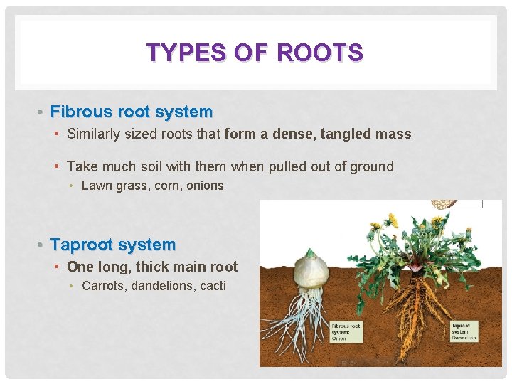 TYPES OF ROOTS • Fibrous root system • Similarly sized roots that form a