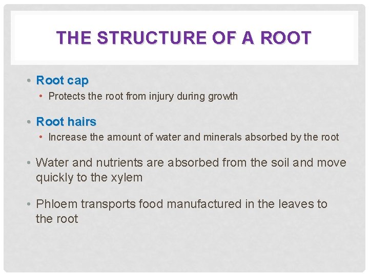 THE STRUCTURE OF A ROOT • Root cap • Protects the root from injury