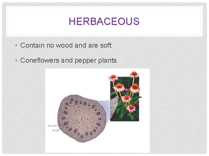 HERBACEOUS • Contain no wood and are soft • Coneflowers and pepper plants 
