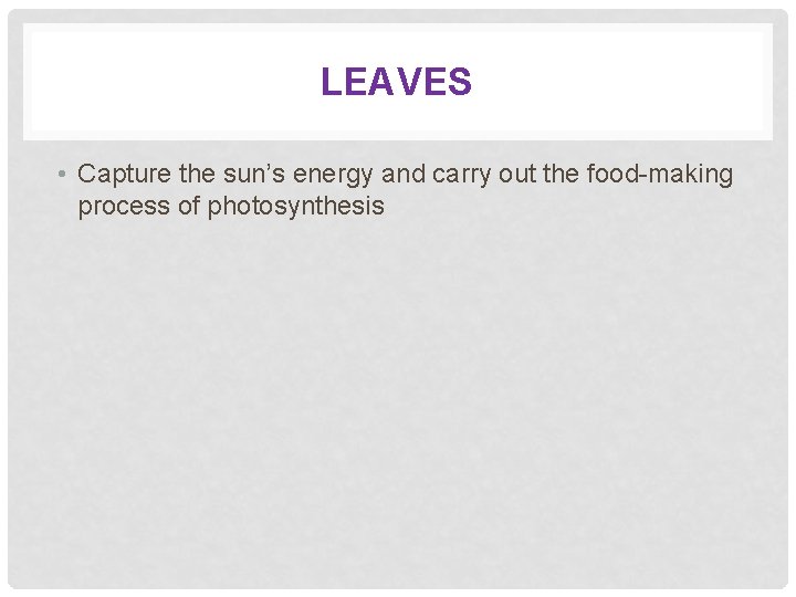 LEAVES • Capture the sun’s energy and carry out the food-making process of photosynthesis