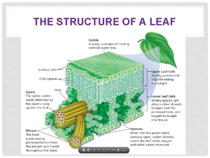 THE STRUCTURE OF A LEAF 