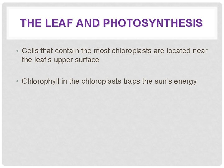 THE LEAF AND PHOTOSYNTHESIS • Cells that contain the most chloroplasts are located near
