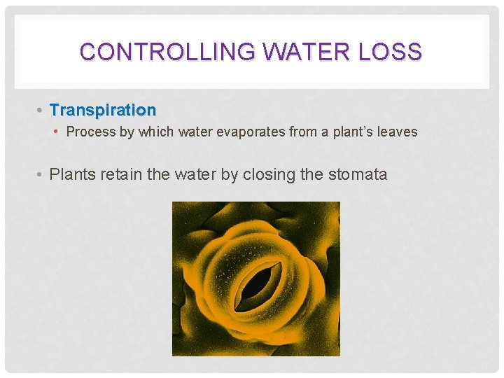 CONTROLLING WATER LOSS • Transpiration • Process by which water evaporates from a plant’s