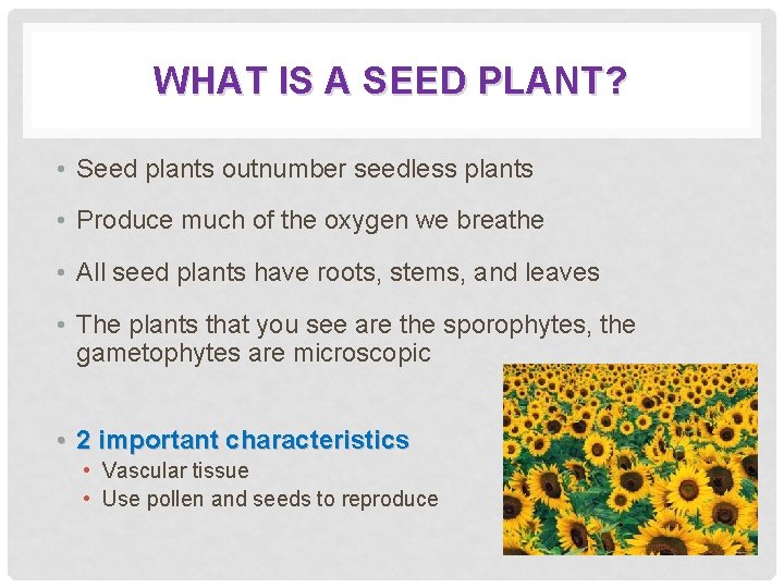 WHAT IS A SEED PLANT? • Seed plants outnumber seedless plants • Produce much