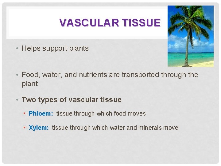 VASCULAR TISSUE • Helps support plants • Food, water, and nutrients are transported through