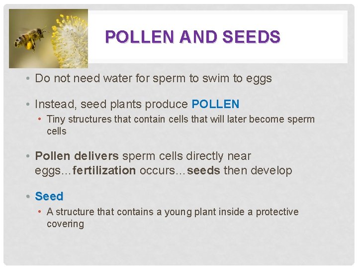 POLLEN AND SEEDS • Do not need water for sperm to swim to eggs