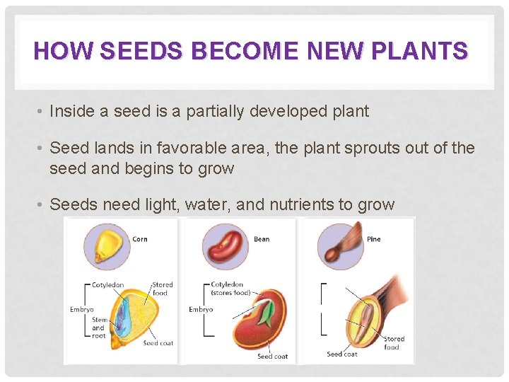 HOW SEEDS BECOME NEW PLANTS • Inside a seed is a partially developed plant