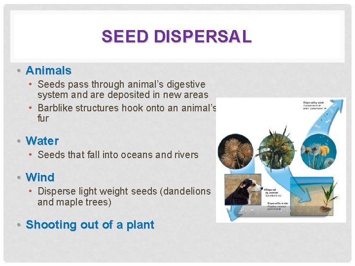 SEED DISPERSAL • Animals • Seeds pass through animal’s digestive system and are deposited