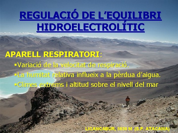 REGULACIÓ DE L’EQUILIBRI HIDROELECTROLÍTIC APARELL RESPIRATORI: §Variació de la velocitat de respiració. §La humitat