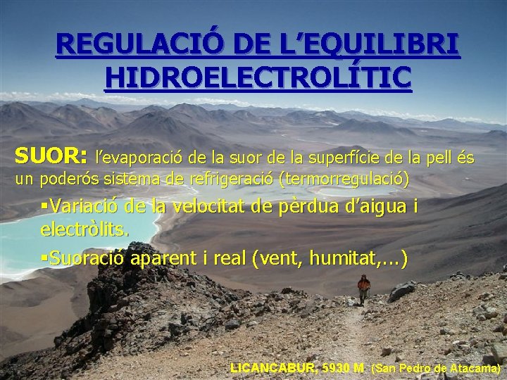 REGULACIÓ DE L’EQUILIBRI HIDROELECTROLÍTIC SUOR: l’evaporació de la suor de la superfície de la