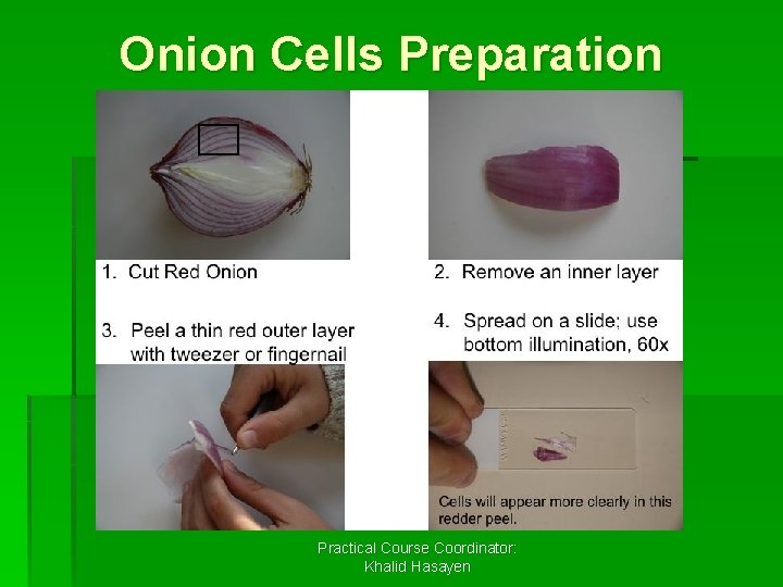 Onion Cells Preparation Practical Course Coordinator: Khalid Hasayen 